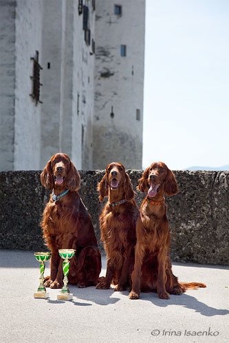 World Dog Show-2012