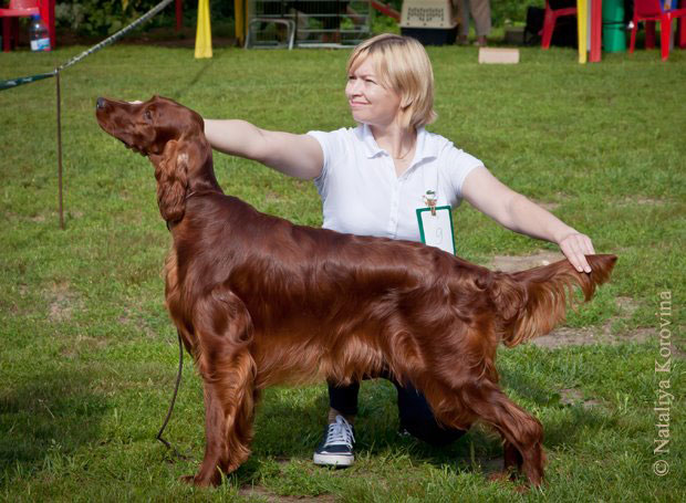 National Irish Setters Speciality