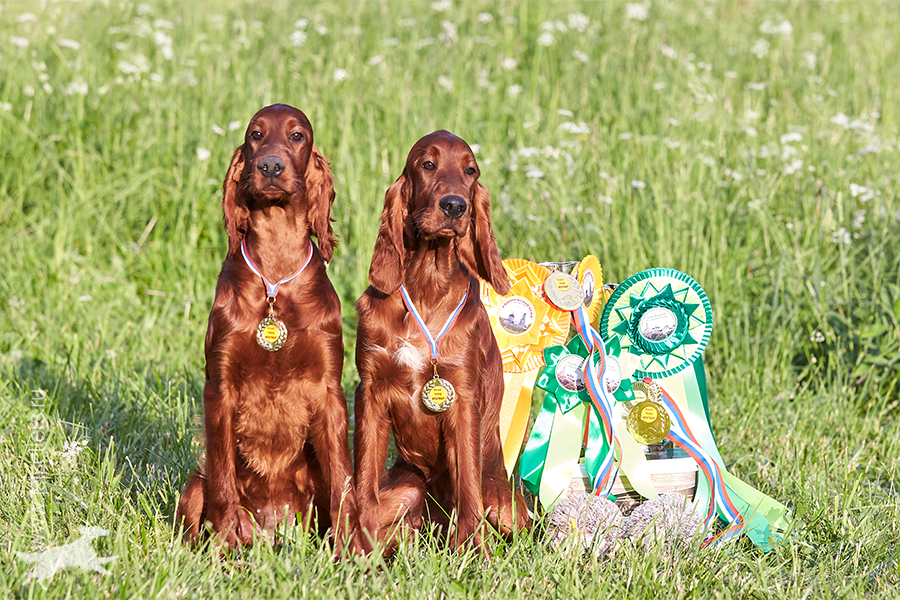 Dog shows in Sergiev Posad