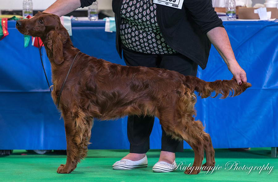 Joint Irish Setter Breed Club