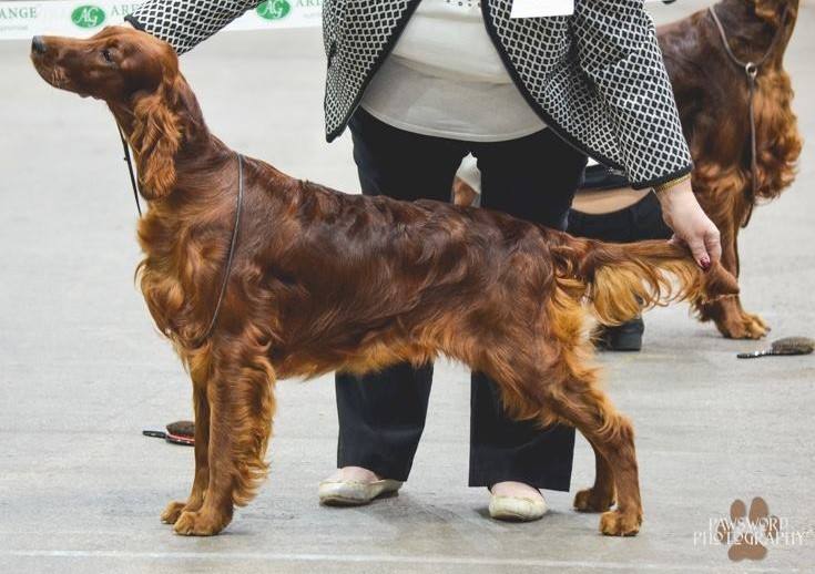Setter and Pointer championship show