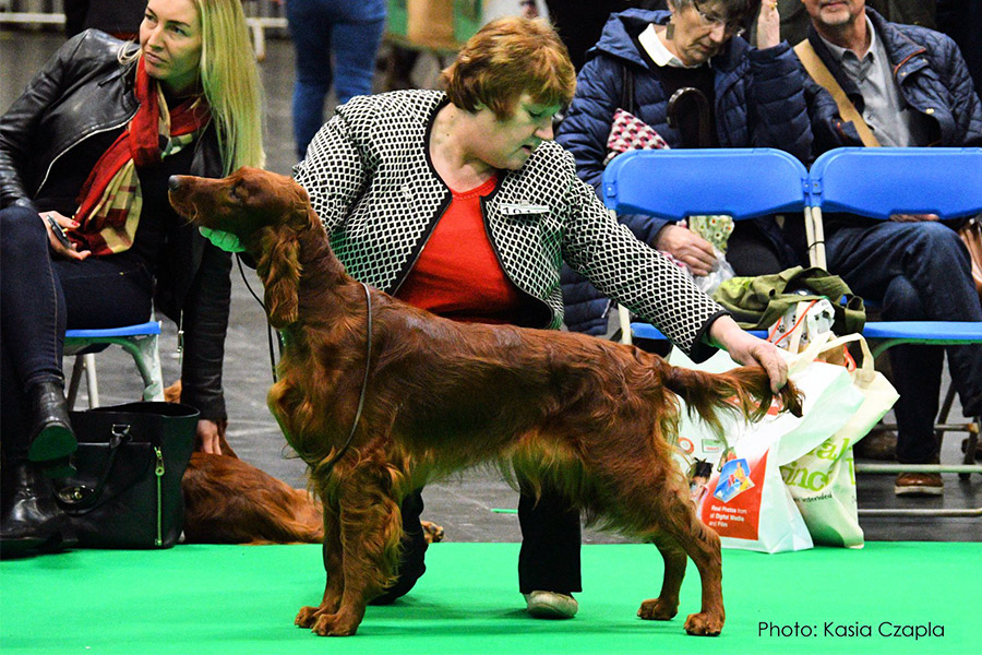 Прекрасные новости с CRUFTS
