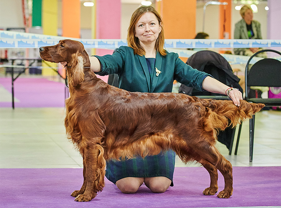 Dog Shows "Leader & Prestige" and "Stolitsa"