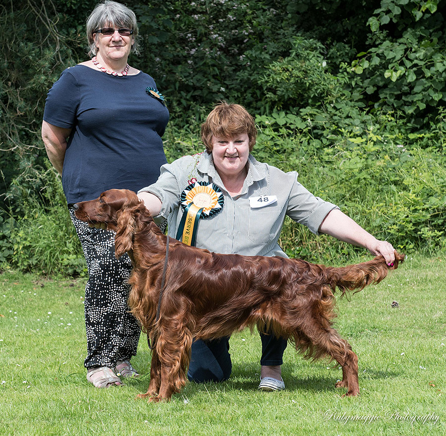 Midland Irish Setter Society Open Show