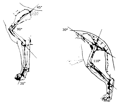 Угол плечелопаточного сочленения у собак. Анатомия скакательного сустава собаки. Скакательный сустав у лошади. Кости передних конечностей у собак.