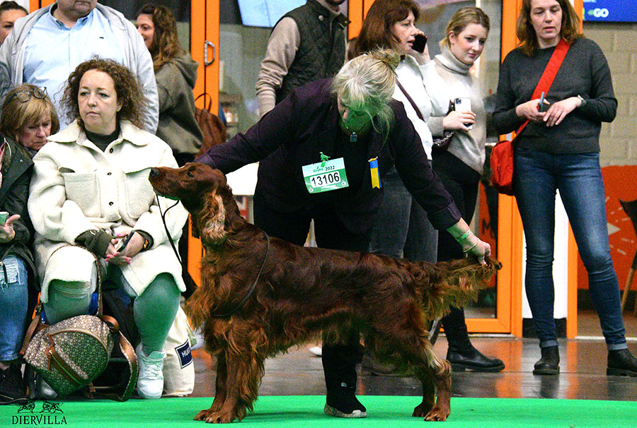 Прекрасные новости с CRUFTS